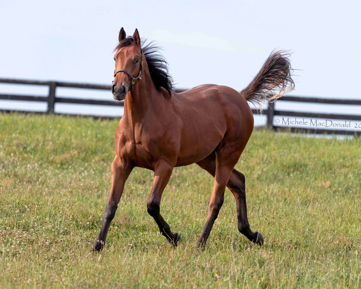 horse Hengst von Maximum Security xx (Thoroughbred, 2023, from Maximum Security xx)