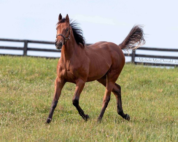 horse Hengst von Maximum Security xx (Thoroughbred, 2023, from Maximum Security xx)