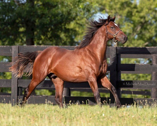 horse Hengst von Hard Spun xx (Thoroughbred, 2023, from Hard Spun xx)