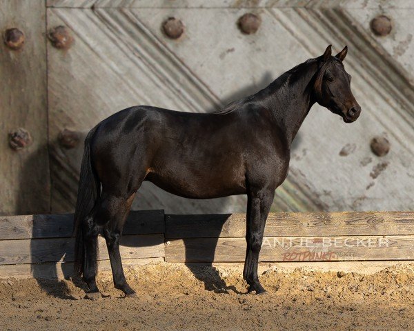 horse Keltenfeuer (Trakehner, 2021, from Kwahu)