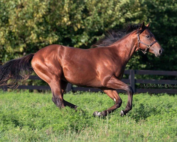horse Hengst von Liam´s Map xx (Thoroughbred, 2023, from Liams Map xx)