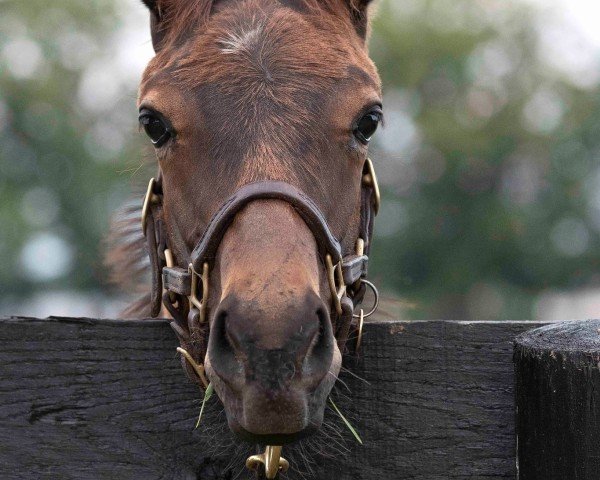 horse Hengst von Not This Time xx (Thoroughbred, 2024, from Not This Time xx) horse Hengst von Not This Time xx (Thoroughbred, 2024, from Not This Time xx)