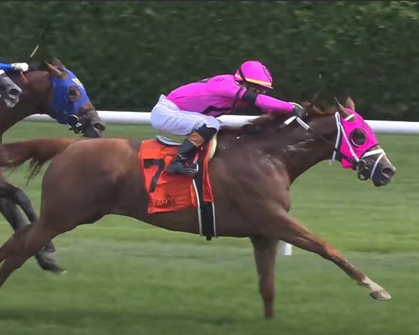horse Funny Uncle xx (Thoroughbred, 2020, from Distorted Humor xx)