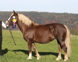 broodmare Musica (Black Forest Horse, 2009, from Vogt)