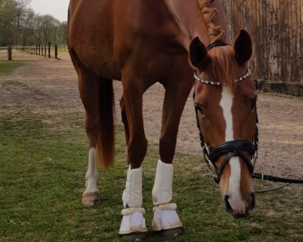 horse Belaja (Hanoverian, 2015, from Bonifatius)