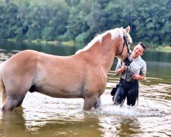 Pferd Baldo (Haflinger, 2017, von Borneo)