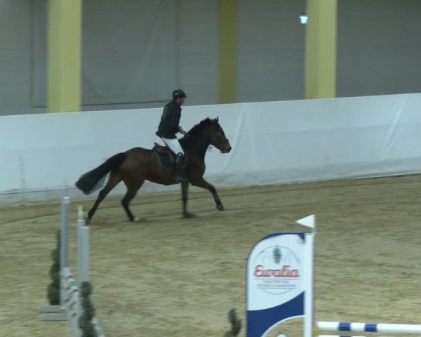 Reitturnier Stadl-Paura 2024
