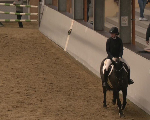 Reitturnier Legden | Ponyturnier 2024
