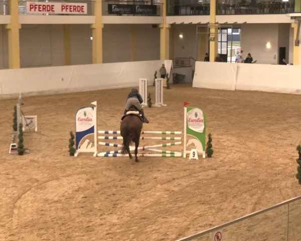 Reitturnier Stadl-Paura 2024
