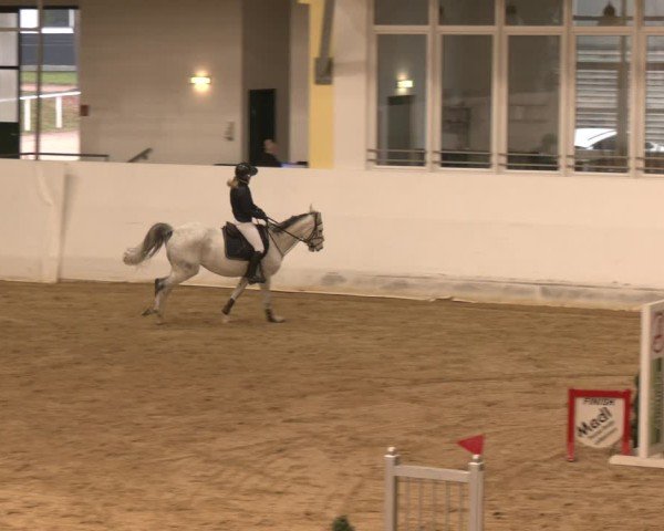 Reitturnier Stadl-Paura 2024