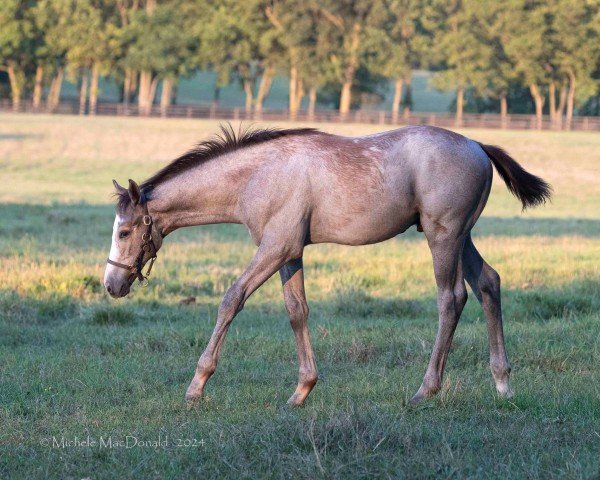 horse Hengst von Tapit xx (Thoroughbred, 2024, from Tapit xx)