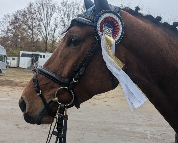jumper Carlson 167 (Oldenburg show jumper, 2020, from Cantos 23)