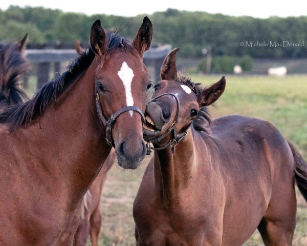 horse Hengst von Tapit xx (Thoroughbred, 2024, from Tapit xx)