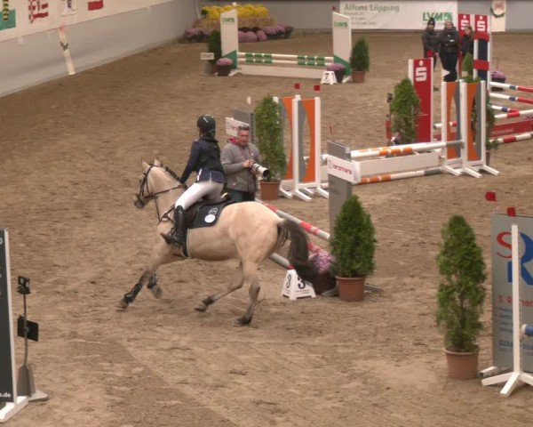 Reitturnier Legden | Ponyturnier 2024