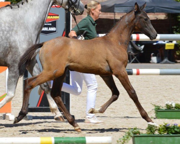 horse Corida M (Zweibrücken, 2024, from Corrinaro)