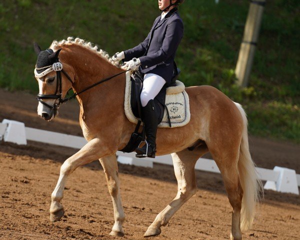 Dressurpferd Norino Gold (Edelbluthaflinger, 2018, von Neymar (9,375% ox))