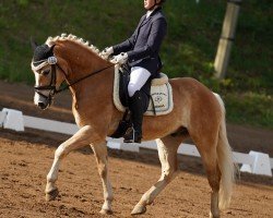 Dressurpferd Norino Gold (Edelbluthaflinger, 2018, von Neymar (9,375% ox))
