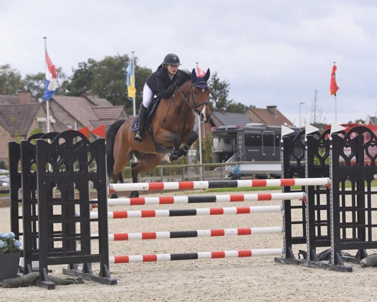 Springpferd Firmin D'Ecaussinnes (Belgium Sporthorse, 2011, von Nabab de Rêve)