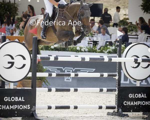 jumper Onatella van 't Roosakker (Belgian Warmblood, 2014, from Vigo d'Arsouilles)