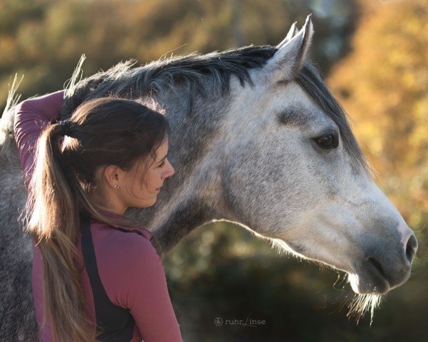dressage horse Cini Minnie (German Riding Pony, 2019, from Fs Chiwago)