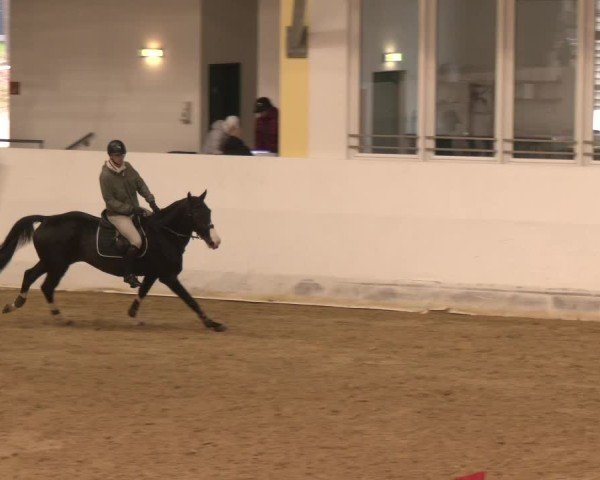 Reitturnier Stadl-Paura 2024