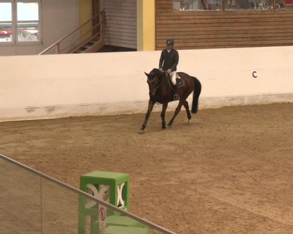 Reitturnier Stadl-Paura 2024