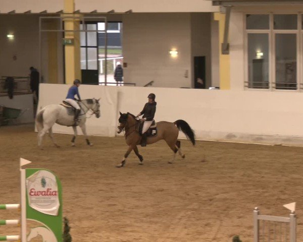 Reitturnier Stadl-Paura 2024
