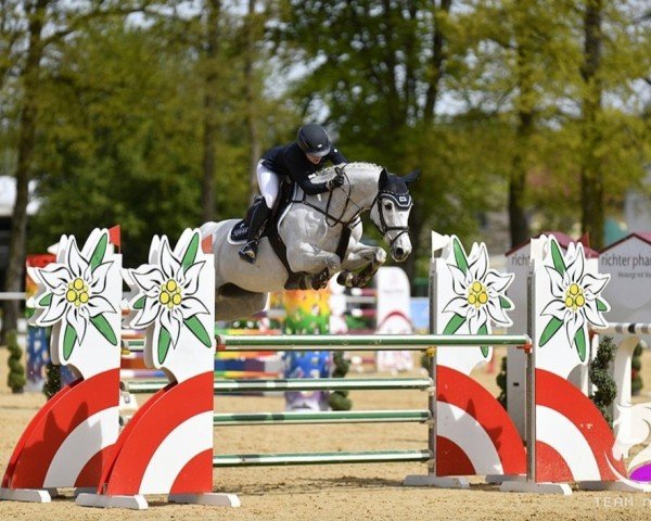 jumper Cristallo's Cleo (German Sport Horse, 2014, from Cristallo II)