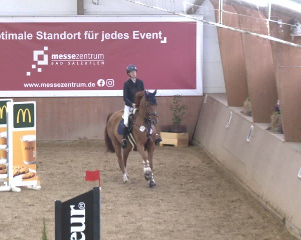 Reitturnier Bad Salzuflen 2024