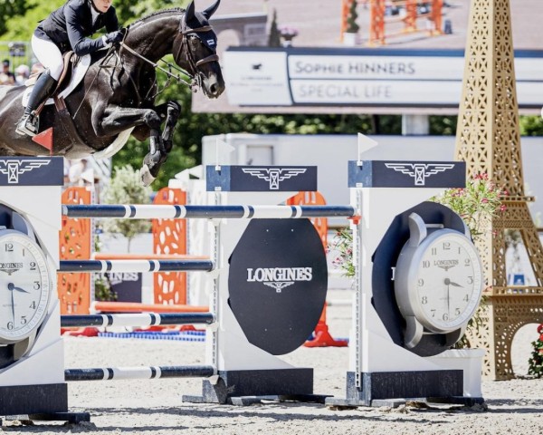jumper Special Life (Swedish Warmblood, 2014, from I'm Special de Muze)