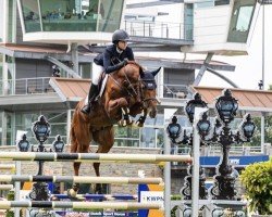jumper Lambrusco (KWPN (Royal Dutch Sporthorse), 2016, from Entertainer)