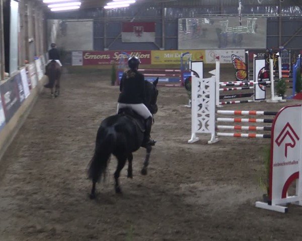 Reitturnier Pausin 2024