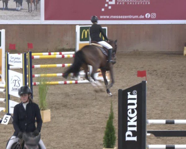 Reitturnier Bad Salzuflen 2024
