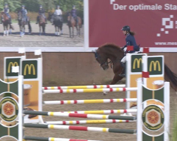 Reitturnier Bad Salzuflen 2024