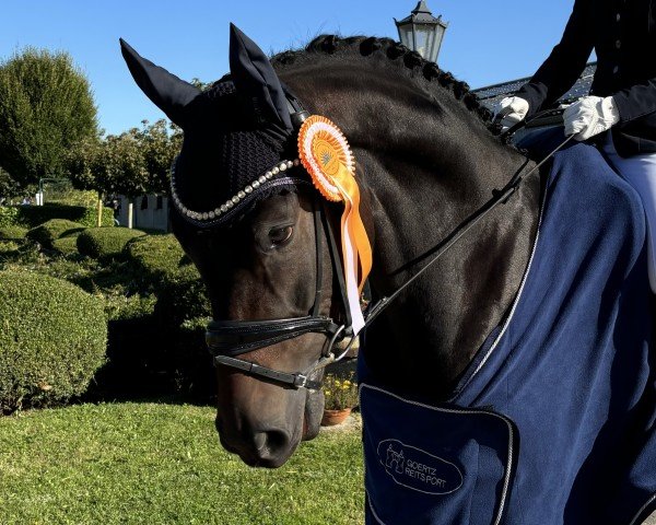 horse Feingold (German Sport Horse, 2020, from Fürstenstern 3)