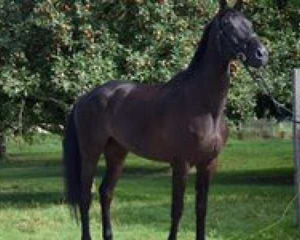horse AC Ciel (Swiss Warmblood, 2015, from Calinello)