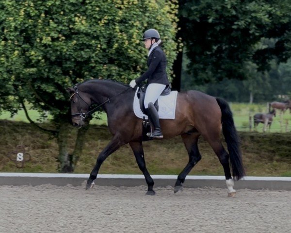 dressage horse Felicion (Hanoverian, 2019, from For Dance)