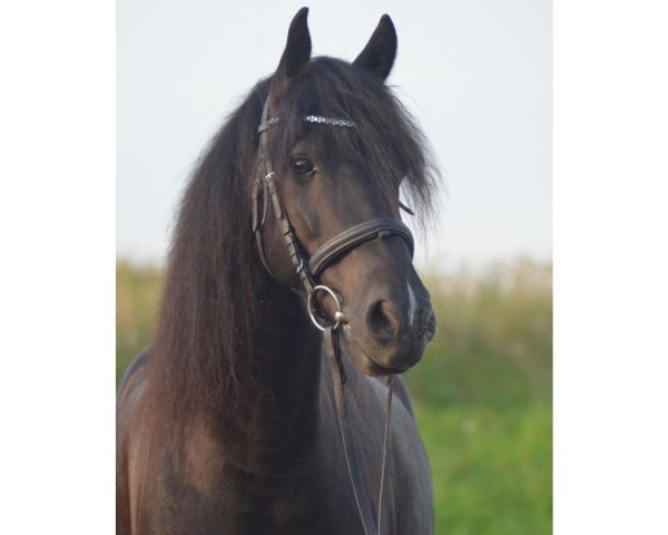 horse High Flyer (Fell Pony, 2011)