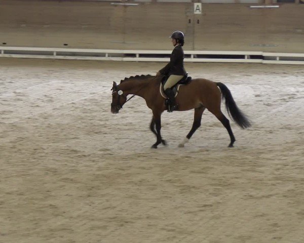 Reitturnier Schaffhausen 2024