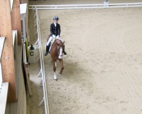 Reitturnier Schaffhausen 2024