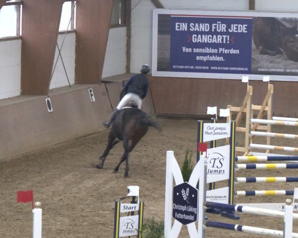 Reitturnier Bad Salzuflen 2024