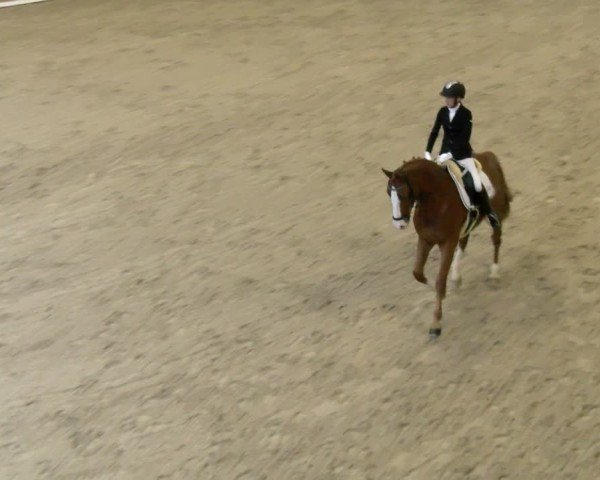 Reitturnier Schaffhausen 2024