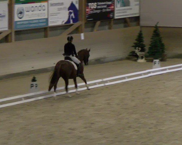 Tournoi Équestre Schaffhausen 2024