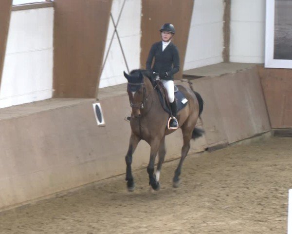Reitturnier Bad Salzuflen 2024