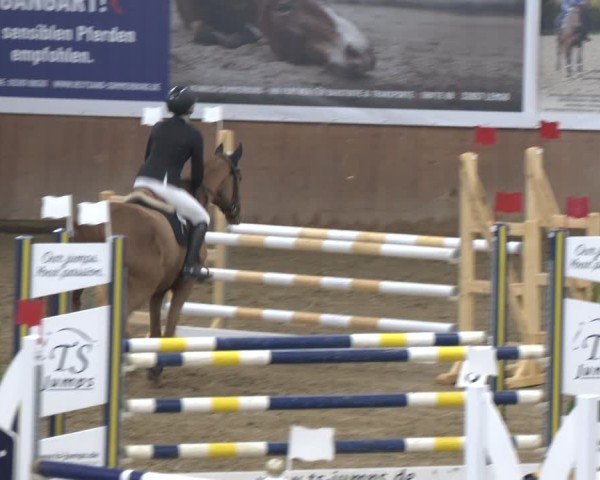 Reitturnier Bad Salzuflen 2024