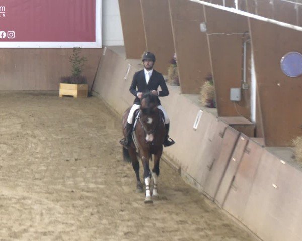 Reitturnier Bad Salzuflen 2024