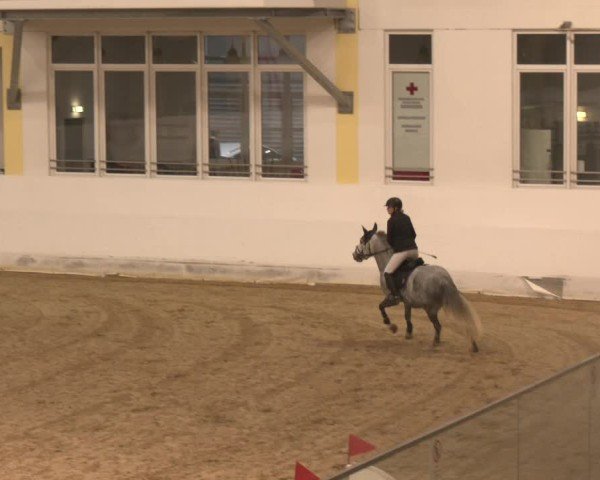 Reitturnier Stadl-Paura 2024