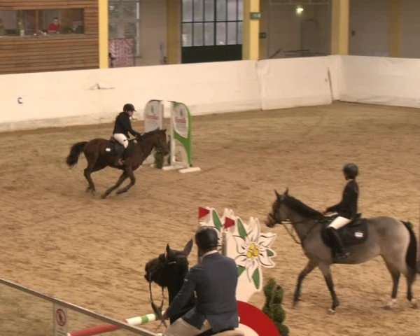 Reitturnier Stadl-Paura 2024