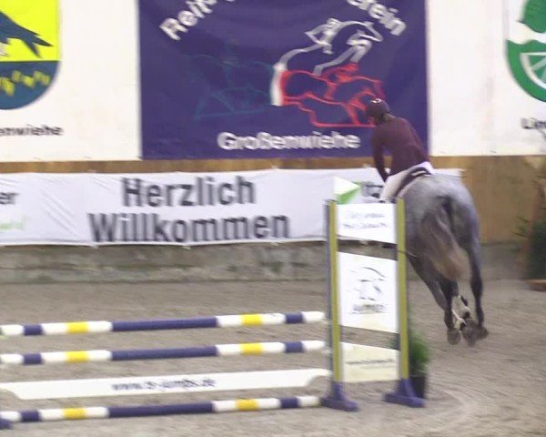Reitturnier Großenwiehe 2024