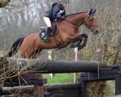 jumper Rle Limbo Kaiser (Irish Sport Horse, 2007, from Abdullah xx)